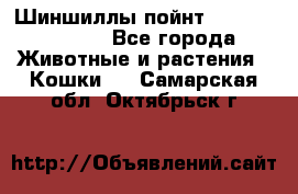 Шиншиллы пойнт ns1133,ny1133. - Все города Животные и растения » Кошки   . Самарская обл.,Октябрьск г.